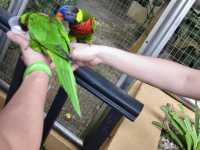 Feathers, Fun, and Nature: Discover the Magic of KL Bird Park