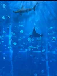 🇸🇬 S.E.A. Aquarium 🫧🪼🐠