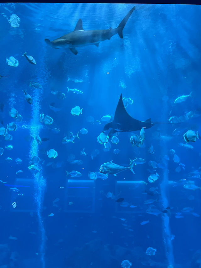 🇸🇬 S.E.A. Aquarium 🫧🪼🐠