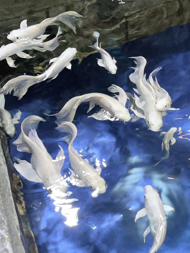 🇰🇷 Coex Aquarium, Seoul 🪼🐠🫧