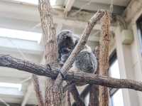 【鹿児島県】 コアラ飼育頭数日本一の自然あふれる動物園『平川動物公園』🐨
