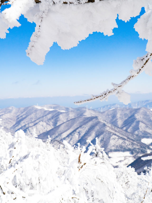 눈덮인 겨울 발왕산의 아름다운 설경❄️🤍