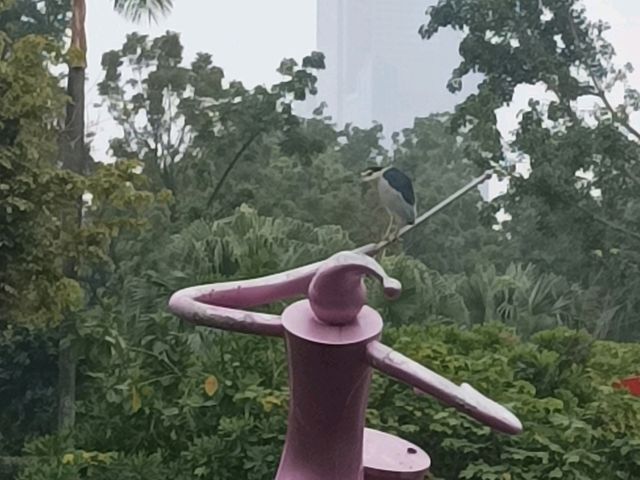 高雄中央公園