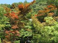 Eikando Temple: A Tranquil Escape in Kyoto’s Summer