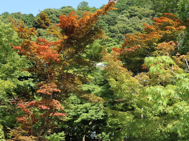 Eikando Temple: A Tranquil Escape in Kyoto’s Summer