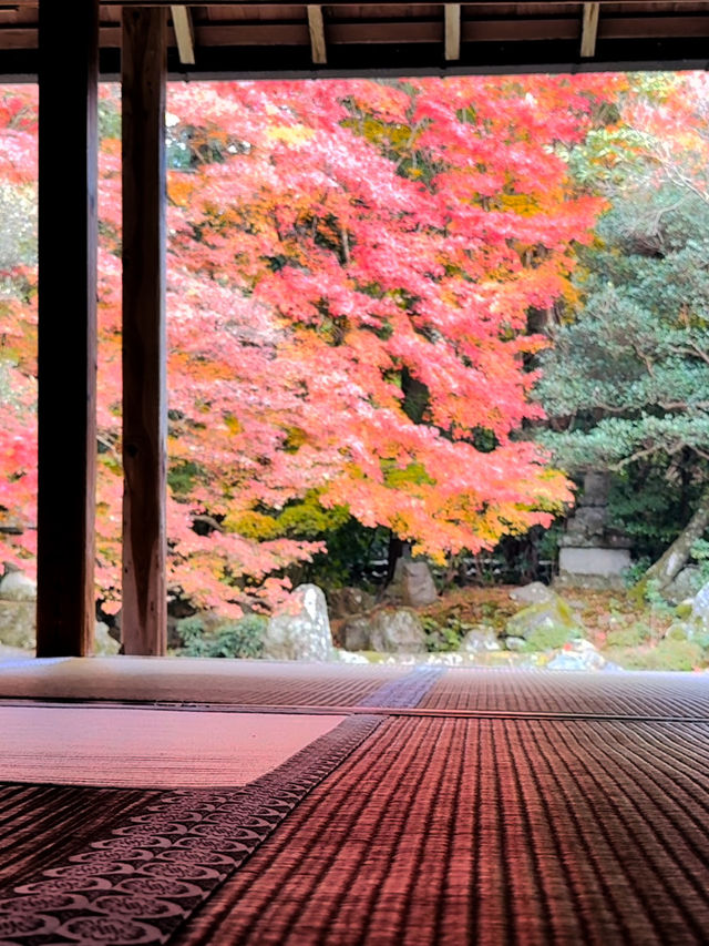 京都｜別樹一格的蓮華寺 靜坐欣賞庭園四季