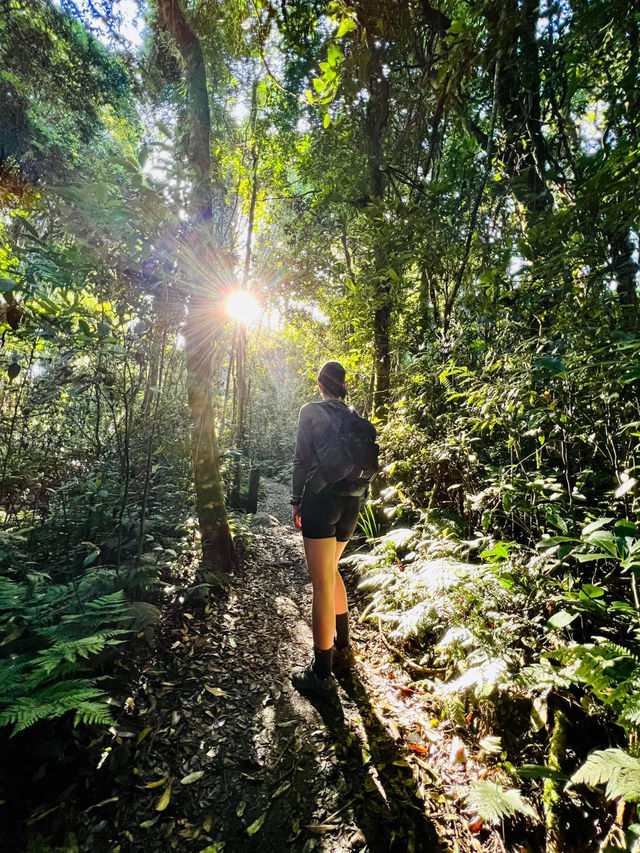Nature’s Paradise: Hiking Lamington National Park