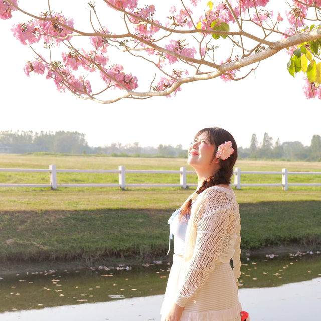 🌸ชมพูพันธุ์ทิพย์บานแล้วที่ #เกษตรกำแพงแสน