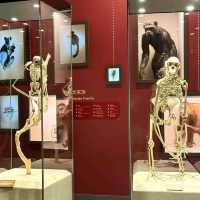 สุดยอดพิพิธภัณฑ์ Shanghai Natural History Museum