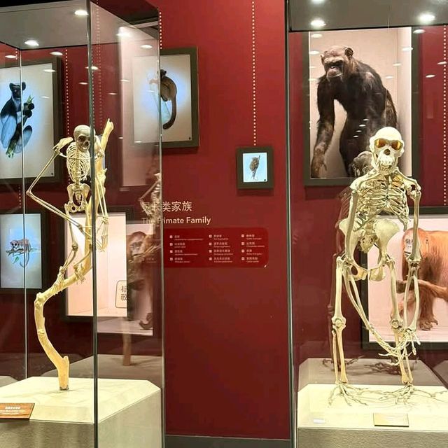 สุดยอดพิพิธภัณฑ์ Shanghai Natural History Museum
