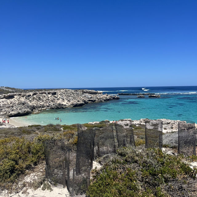 ロットネスアイランド🏝️🇦🇺