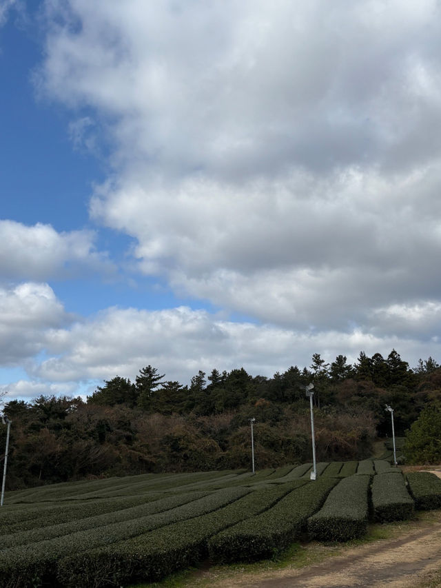 🍐🍏제주 서쪽 가볼만한 곳 오설록 티뮤지엄 