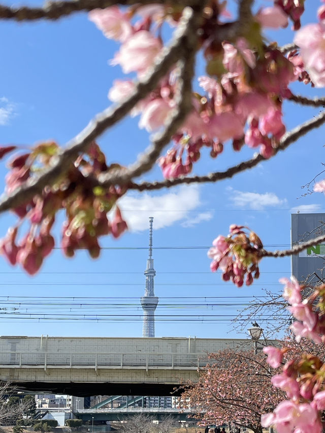 Old Nakagawa River Kawazu Cherry Blossoms