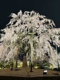 🌟 京都東寺夜櫻：一生必去的絕景 🌸