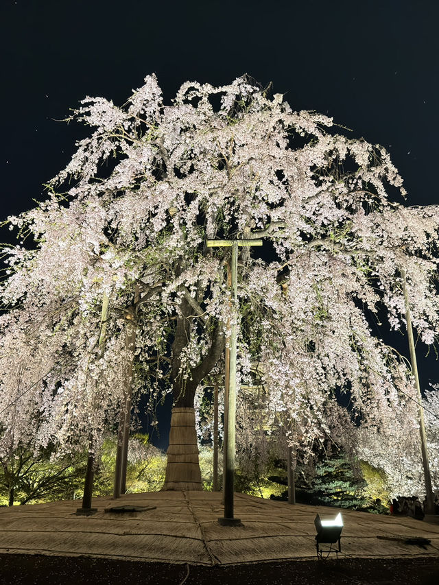 🌟 京都東寺夜櫻：一生必去的絕景 🌸