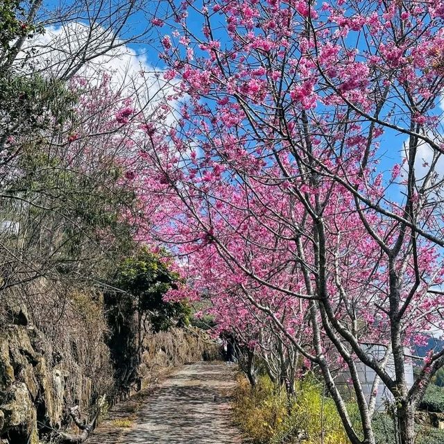 阿里山賞櫻秘境：石棹櫻之道、隙頂二延平步道