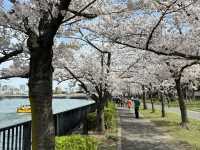 毛馬櫻之宮公園的櫻花之旅 身心愉快