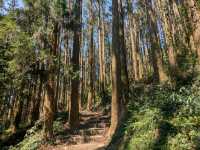 奮起湖大凍山，杉林雲海之間的親山健行步道