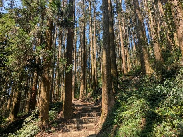 奮起湖大凍山，杉林雲海之間的親山健行步道