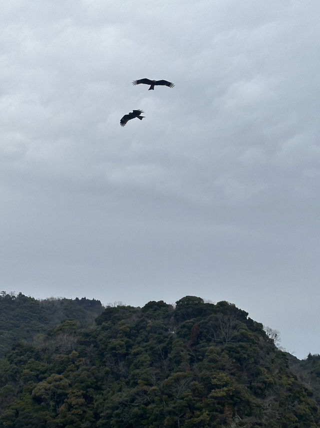 🌊 🎣 Amanohashidate & Ine: Japan’s Hidden Coastal Gems