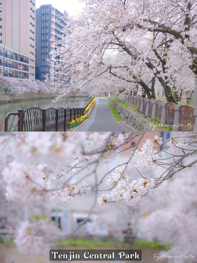 Fukuoka in Sakura Season~🌸🇯🇵✨