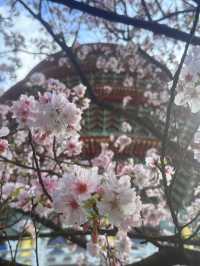 淡水｜粉色浪漫襲捲天元宮 吉野櫻嫁接山櫻花超強適應力櫻花