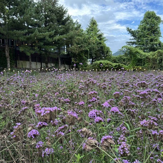 【春川】🇰🇷 ジャガイモ畑