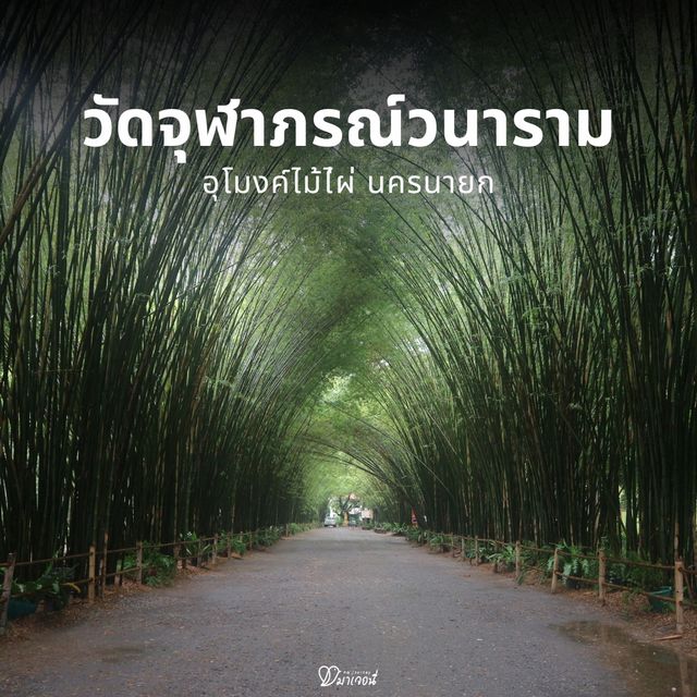 ถ่ายรูปที่อุโมงค์ป่าไผ่ นครนายก