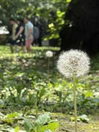 東京｜都市叢林的一方恩賜 百年前戰場變身上野動物園
