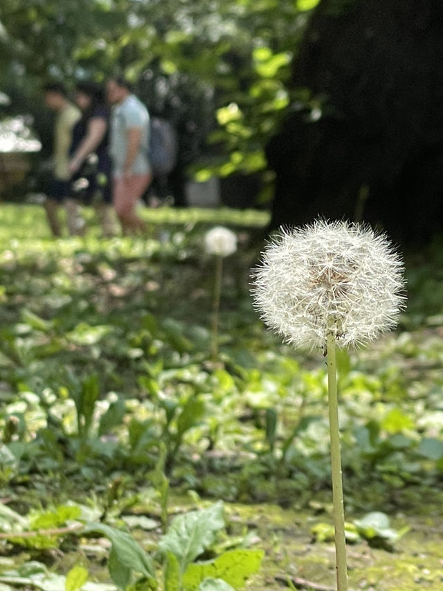 東京｜都市叢林的一方恩賜 百年前戰場變身上野動物園