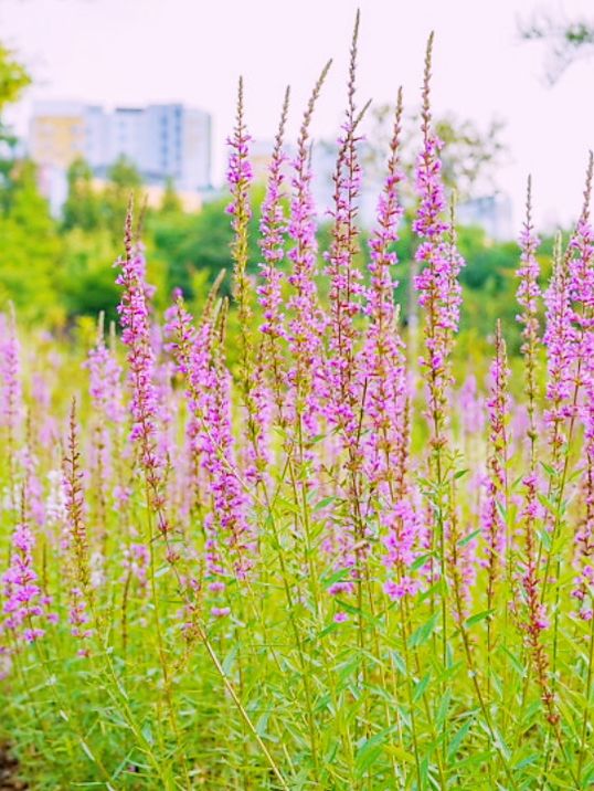Guro Pureun Arboretum Review