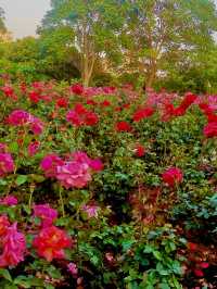 Shenzhen Central Park - Spring Hiking Paradise Found