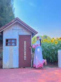 🌻ทุ่งทานตะวัน บ้านไร่นายรุ่ง🌻