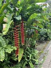 Negari Luwak Coffee, Bali 