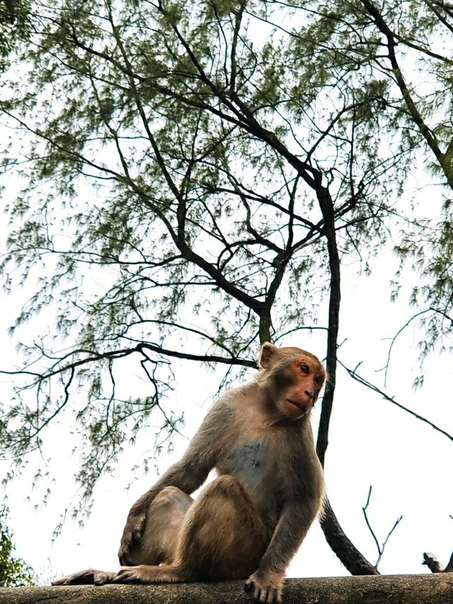 🐒 버스에서 내리면 원숭이를 볼 수 있는 산, 홍콩 깜산 