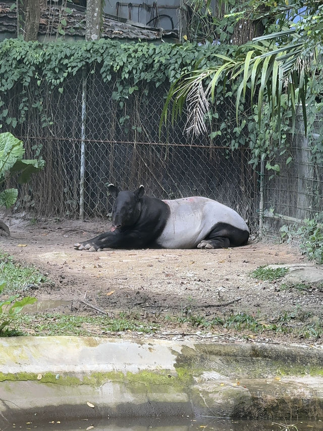 Zoo Negara: A Roaring Good Time in KL! 🦁🐼