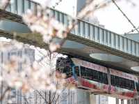Chasing Sakura at Wuhan, China