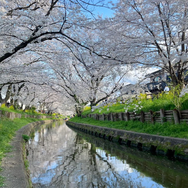 井原堤水邊公園～櫻花的“粉紅海洋”