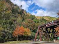 八仙山國家森林遊樂區