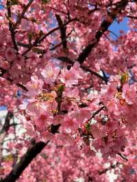 Kawazu Sakura & Tokyo Skytree: A Hidden Gem