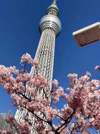 Kawazu Sakura & Tokyo Skytree: A Hidden Gem