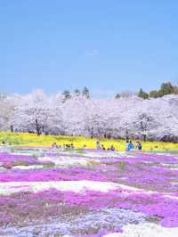 【群馬】行かなきゃ損‼️ここにもあった四重奏🌸桜のトンネルを歩こう！