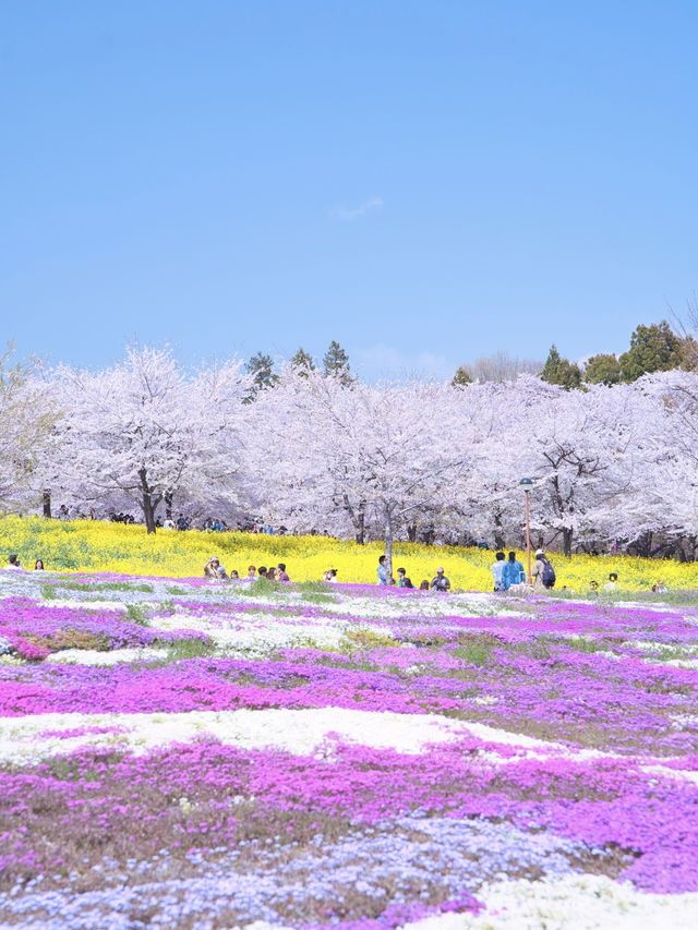 【群馬】行かなきゃ損‼️ここにもあった四重奏🌸桜のトンネルを歩こう！
