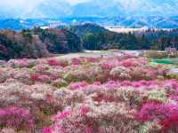Chasing Plum Blossoms at Inabe City