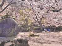 Chasing Sakura at Utsubuki Park