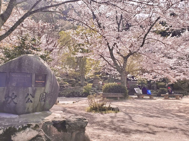 Chasing Sakura at Utsubuki Park