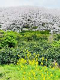 【広島、佐木島】千本桜🌸山いっぱいの美しさ