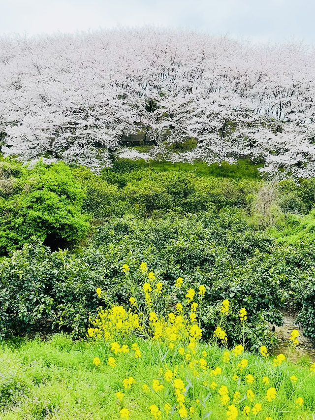 【広島、佐木島】千本桜🌸山いっぱいの美しさ