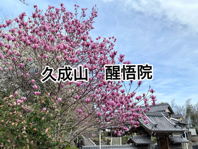 知多の旅　美しい木蓮が見ごろの醒悟院