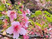 櫻🌸吹雪～淀之河津櫻
